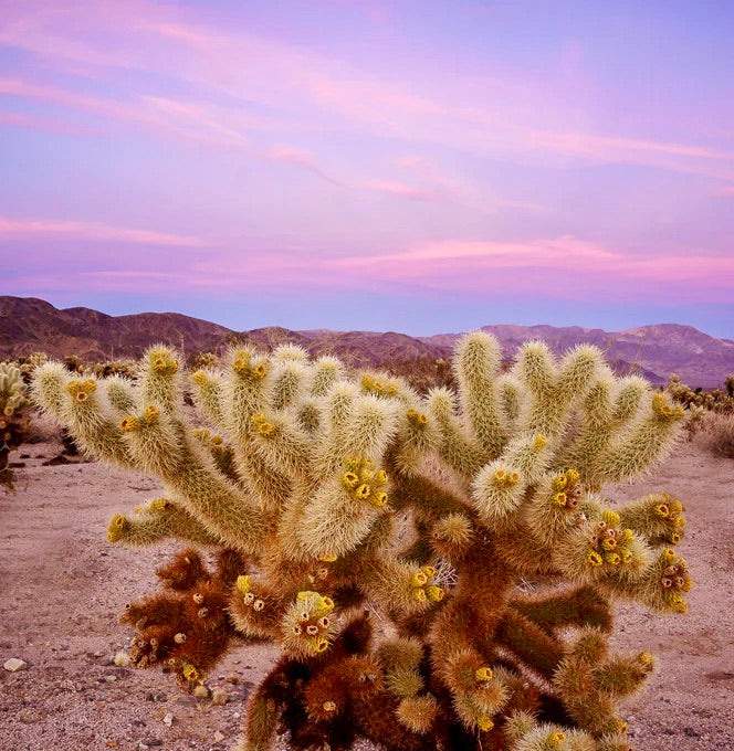 Photo credit: Cholla Cactus Garden March 6, 2014 By Anne McKinnell 